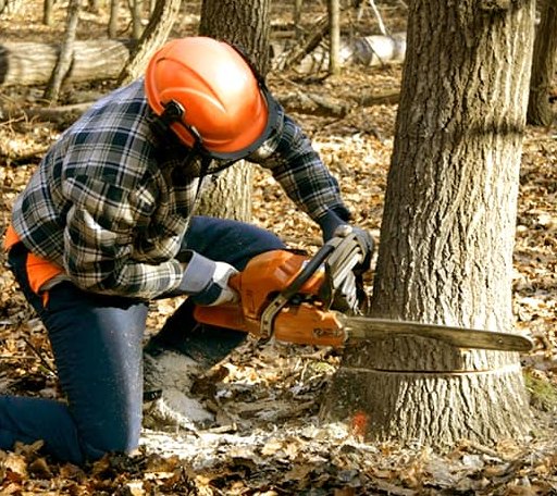 Tree Removal in Weirsdale, FL